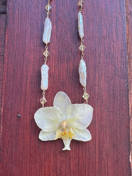 Eternal — Biwa Pearl Orchid (Champagne)  "The promise still being kept."